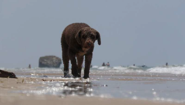 Cientos de visitantes volvieron a disfrutar de la ‘Playa Canina’